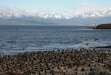 Colonie di cormorani sul Canale di Beagle